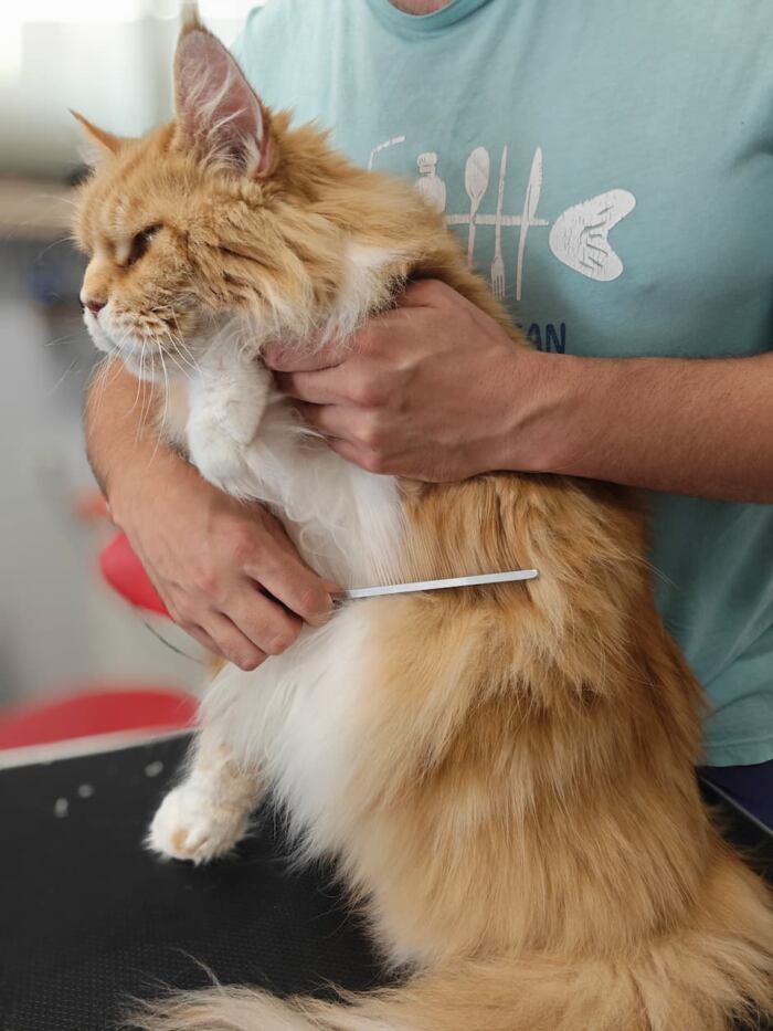 Kot rasy Maine Coon czesany metalowym grzebieniem przez właściciela