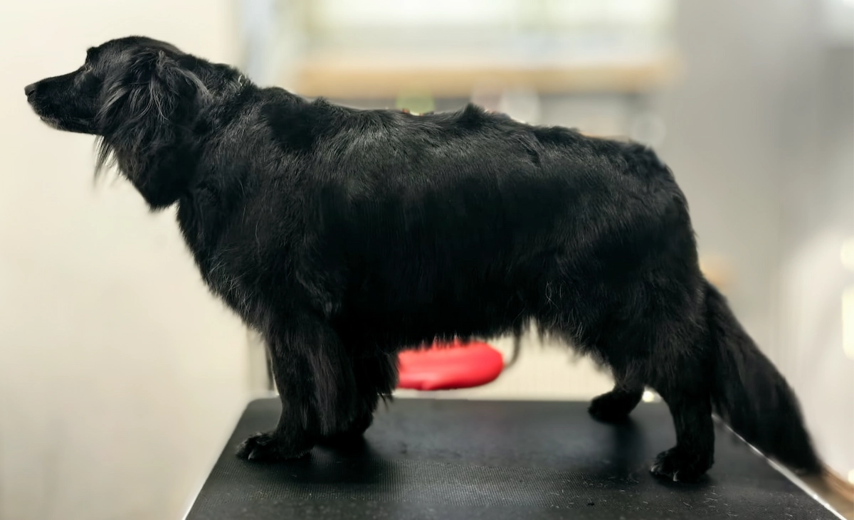 Flat retriver po wyczesywaniu i kąpieli
