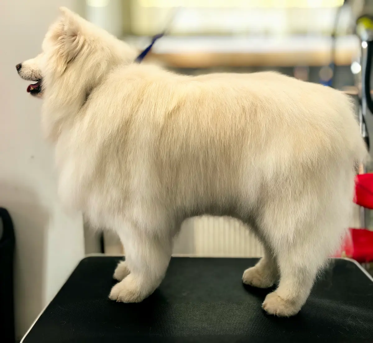 Samoyed po kąpieli z odżywkami