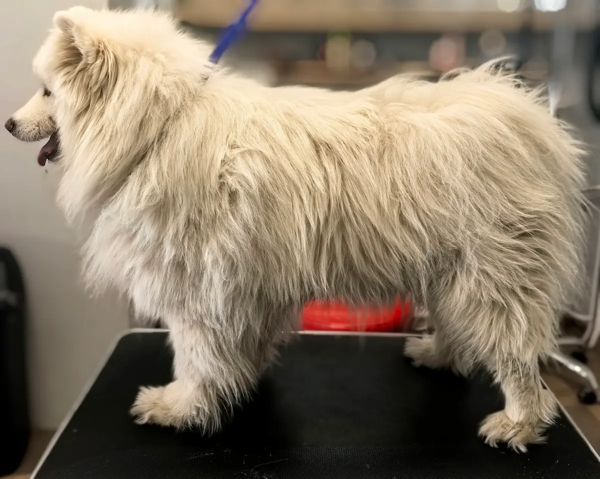 Samoyed przed wyczesywaniem i kąpielą