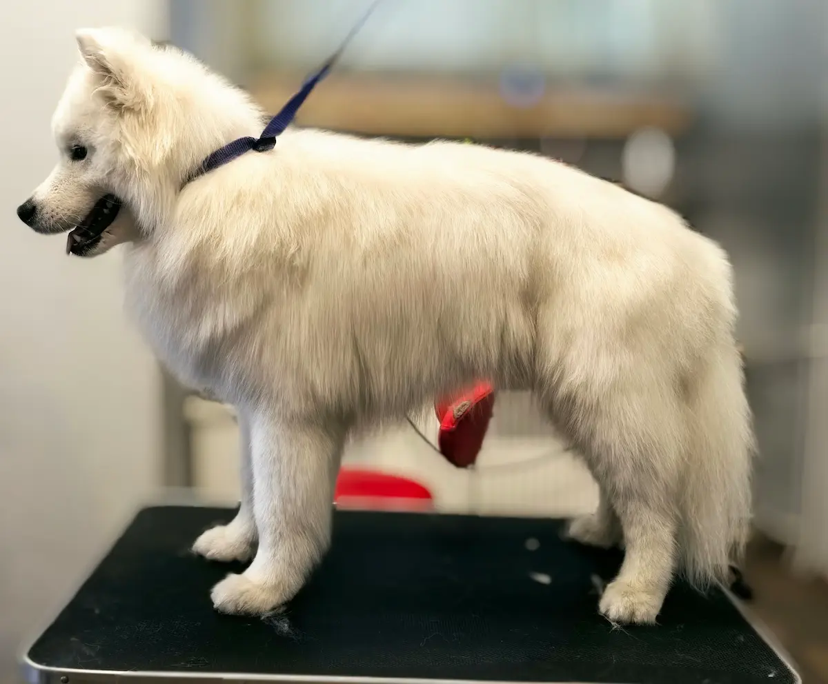 Jak Wyfgląda Samoyed po fryzjerze