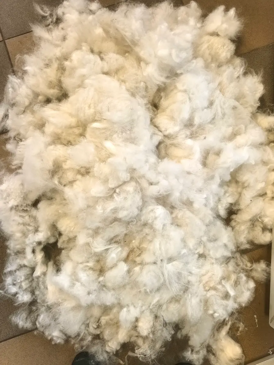 Wyczesany podszertsek Samoyeda